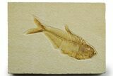 Detailed Fossil Fish (Diplomystus) - Wyoming #363918-1